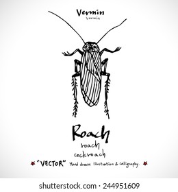 Hand drawn insect - vector illustrations