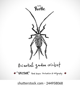 Hand drawn insect - vector illustrations