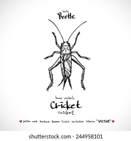 Hand drawn insect - vector illustrations