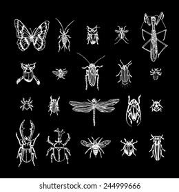 Hand drawn insect - vector illustrations / blackboard version