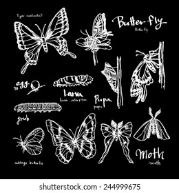 Hand drawn insect - vector illustrations / blackboard version