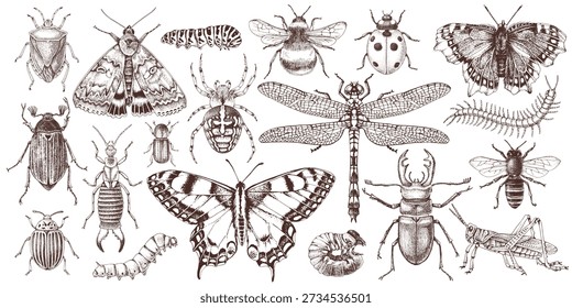 Hand drawn insects collection vector