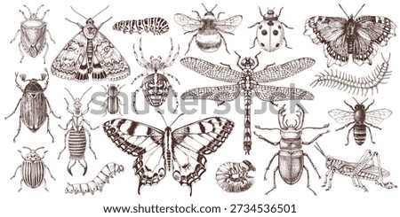 Hand drawn insects collection vector