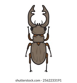 Hand Drawn Insects Illustration Colored - Beetles Polyphaga