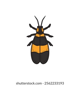 Hand Drawn Insects Illustration Colored - Carrion Beetles