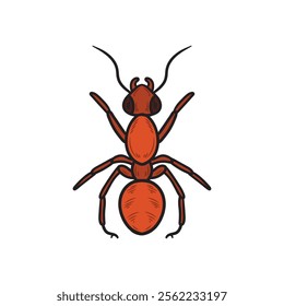 Hand Drawn Insects Illustration Colored - Ant