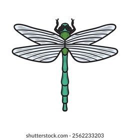 Hand Drawn Insects Illustration Colored - Dragonfly