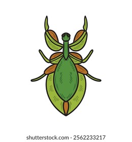 Hand Drawn Insects Illustration Colored - Phyllium Giganteum