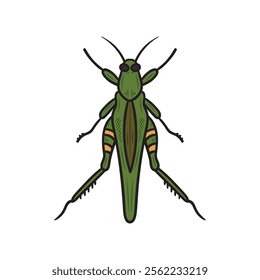 Hand Drawn Insects Illustration Colored - Locust