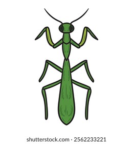 Hand Drawn Insects Illustration Colored - Mantis