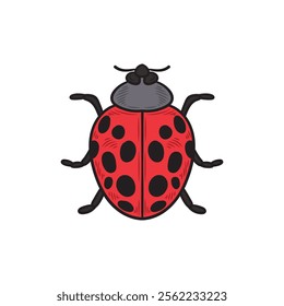 Hand Drawn Insects Illustration Colored - Ladybug