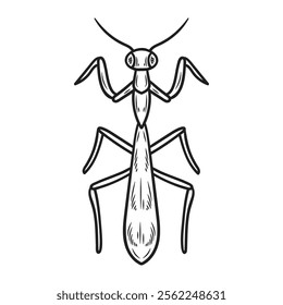 Hand Drawn Insects Illustration Colorless - Mantis