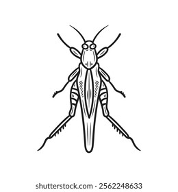 Hand Drawn Insects Illustration Colorless - Locust