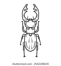 Hand Drawn Insects Illustration Colorless - Beetles Polyphaga