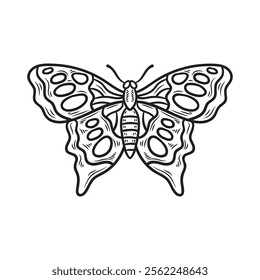 Hand Drawn Insects Illustration Colorless - Butterfly