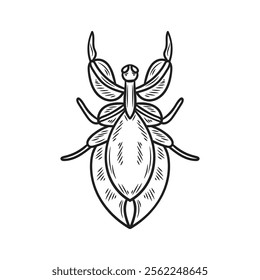 Hand Drawn Insects Illustration Colorless - Phyllium Giganteum