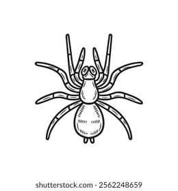 Hand Drawn Insects Illustration Colorless - Spider