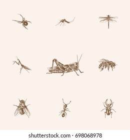 Hand Drawn Insects Sketches Set. Collection Of Herculeanus, Black Widow, Damselfly And Other Sketch Elements.