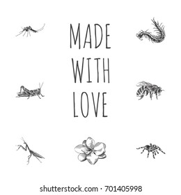 Hand Drawn Insects Sketches Set. Collection Of Grasshopper, Gnat, Worm And Other Sketch Elements.
