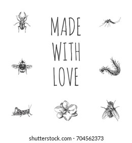 Hand Drawn Insects Sketches Set. Collection Of Housefly, Gnat, Bee And Other Sketch Elements.
