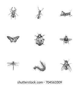 Hand Drawn Insects Sketches Set. Collection Of Bee, Damselfly, Insect And Other Sketch Elements.