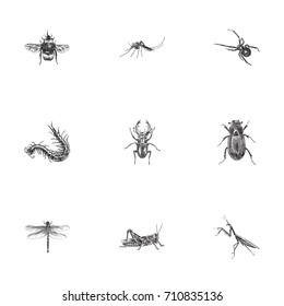 Hand Drawn Insects Sketches Set. Collection Of Damselfly, Grasshopper, Gnat And Other Sketch Elements.