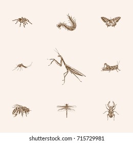 Hand Drawn Insects Sketches Set. Collection Of Damselfly, Grasshopper, Worm And Other Sketch Elements.