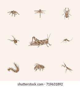 Hand Drawn Insects Sketches Set. Collection Of Black Widow, Spider, Mantis And Other Sketch Elements.