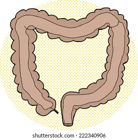 Hand drawn interior of human large intestine 