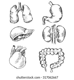 hand drawn Internal organs