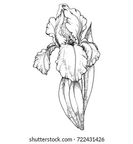 Hand drawn iris branch with leaves in vintage engraving style for wedding invitation and greeting card. Vector illustration.