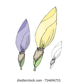 Hand drawn iris buds. Sketch, vector illustration.