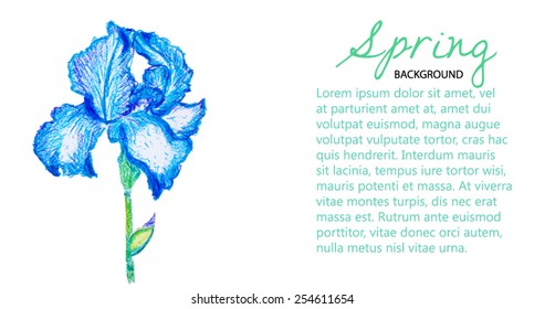 hand drawn iris colored pencils. Vector version