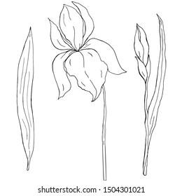 Hand drawn iris fleur-de-lis with bud and leaf white and black contour vector illustration