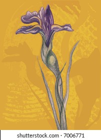 Hand drawn Iris floral still life, with grunge background, file has no gradients.