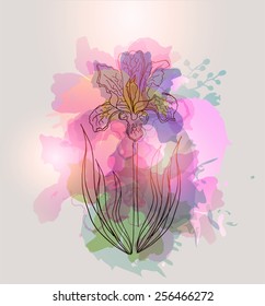  Hand Drawn Iris Flower 