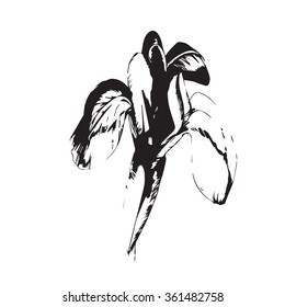 Hand drawn iris flower