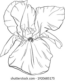 Hand drawn. Iris flower. Black and white line art. Isolated scetch. Illustration vector.