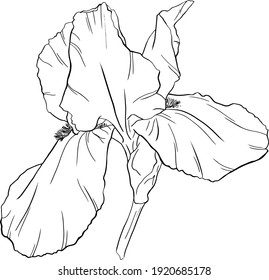 Hand drawn. Iris flower. Black and white line art. Isolated scetch. Illustration vector.