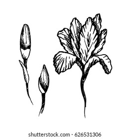 Hand drawn iris flower and buds. Sketch, vector illustration.