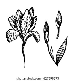 Hand drawn iris flower and buds. Sketch, vector illustration.