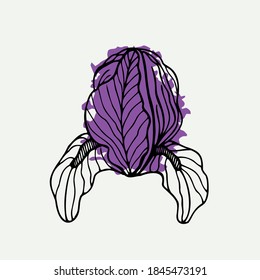 Hand drawn iris flower isolated on a light background. Doodle, simple outline illustration. It can be used for decoration of textile, paper.