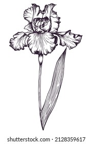 Hand drawn Iris flower in line-art style isolated on white background. Botanical vector illustration.