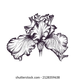 Handgezeichnete Iris-Blume im Art-Stil einzeln auf weißem Hintergrund. Botanische Vektorgrafik.