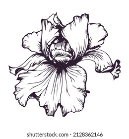 Hand drawn Iris flower in line-art style isolated on white background. Botanical vector illustration.