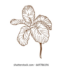 Hand drawn iris flower. Sketch, vector illustration.