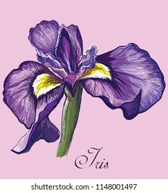 Hand drawn Iris flower. Vector colorful illustration isolated on pink background.
