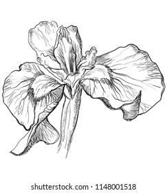 Hand drawn Iris flower. Vector monochrome illustration isolated on white background.