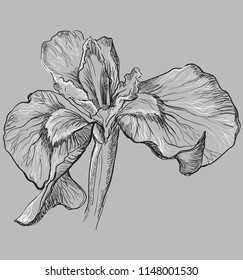 Hand drawn Iris flower. Vector monochrome illustration isolated on grey background.