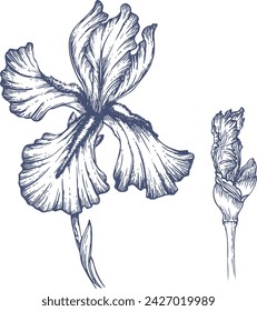 Hand drawn iris flowers. Contour image of an iris with a bud. Vector